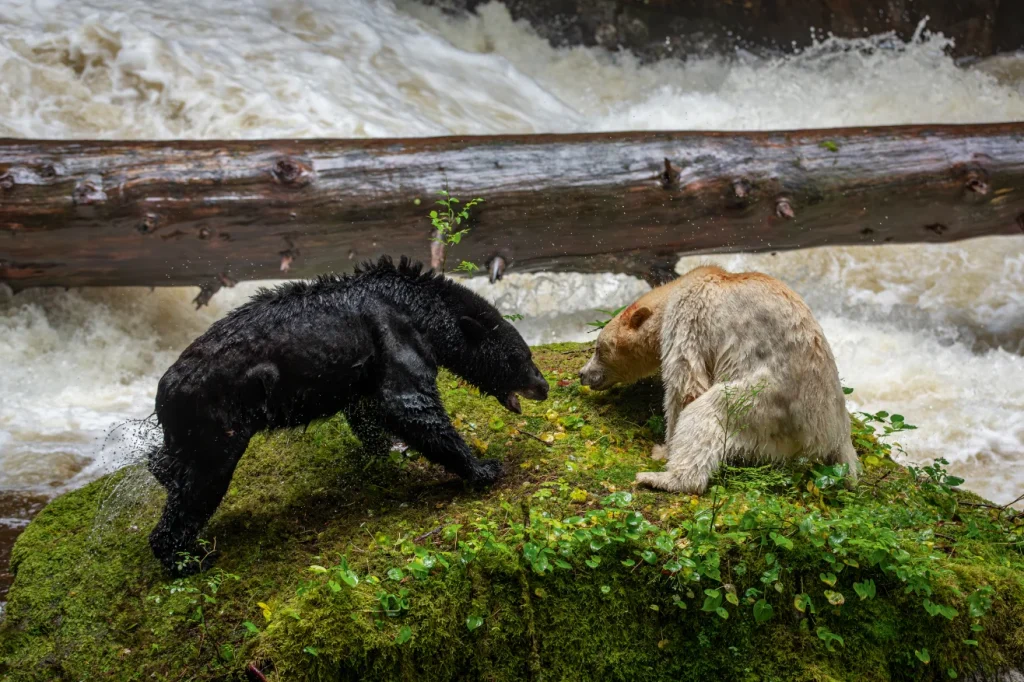 This is a post bears